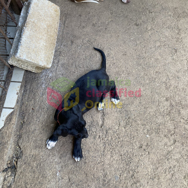 PITBULL PUPPIES FOR SALE (Just A Few Left!)