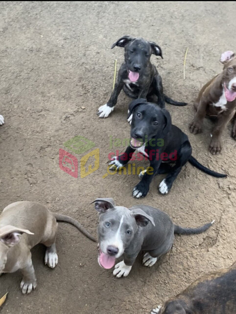 PITBULL PUPPIES FOR SALE (Just A Few Left!)