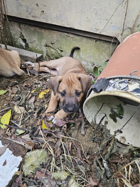 Female Puppy Free To A Good Home Dogs Flamstead District