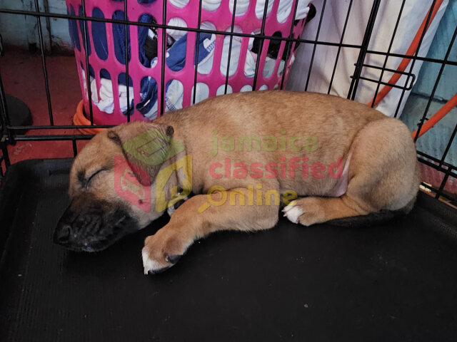 Female Puppy Free To A Good Home