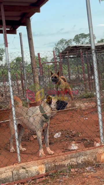 9 Months Old Female Akita For Sale