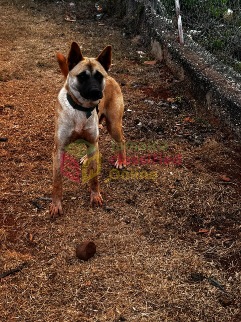 9 Months Old Female Akita For Sale
