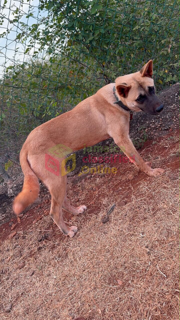 9 Months Old Female Akita For Sale