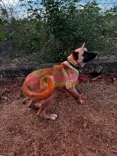 9 Months Old Female Akita For Sale Dogs Spanish Town