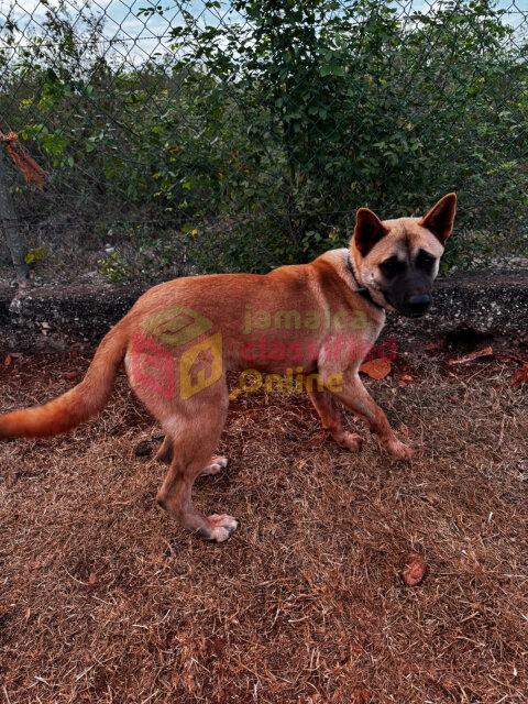 9 Months Old Female Akita For Sale