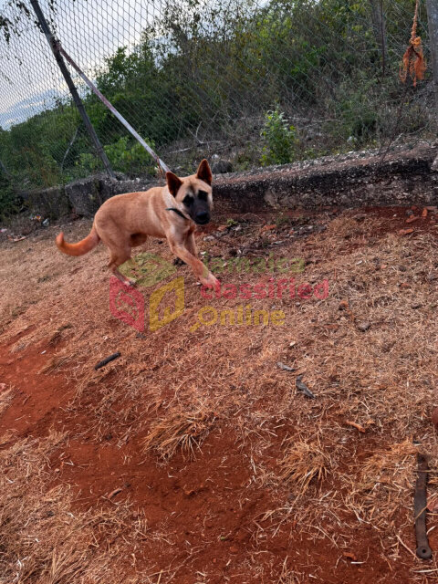 Akita For Sale Dogs Spanish Town