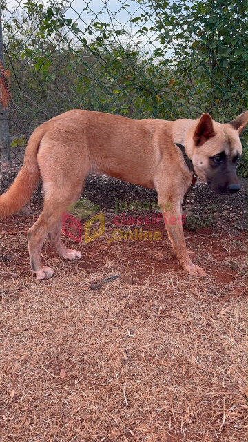 Akita For Sale