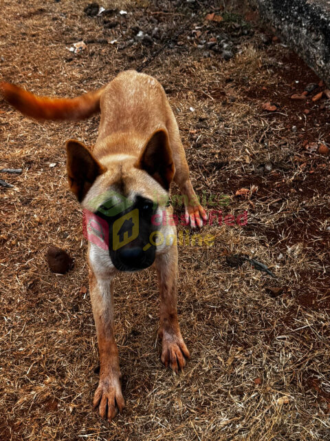 Akita For Sale