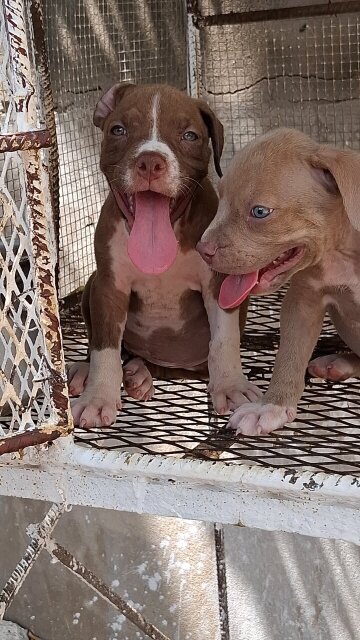American Bully X American Pitbull