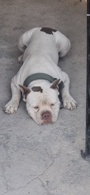 American Bully X American Pitbull