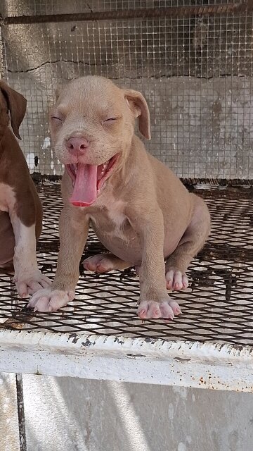 American Bully X American Pitbull