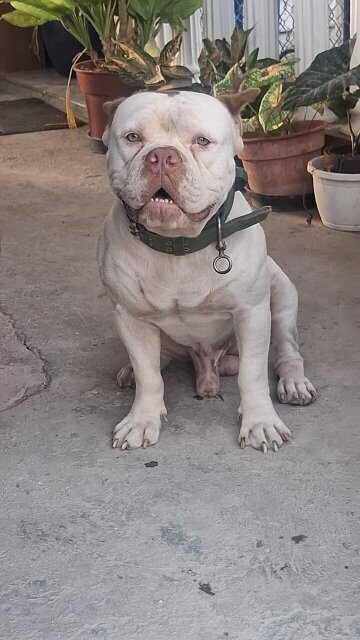 American Bully X American Pitbull