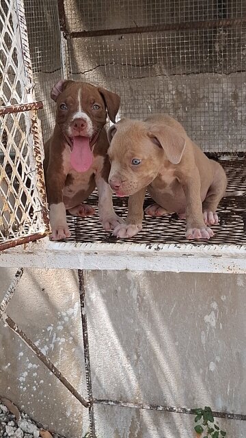 American Bully X American Pitbull