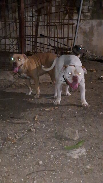 American Bully X American Pitbull