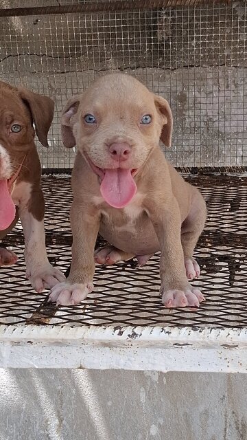 American Bully X American Pitbull