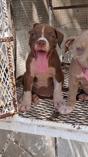 American Bully X American Pitbull