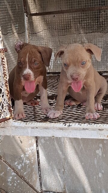 American Bully X American Pitbull Dogs Spanish Town
