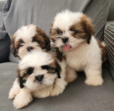 Beautiful Shih Tzu Pups