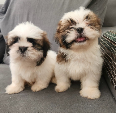 Beautiful Shih Tzu Pups