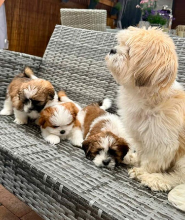 Beautiful Shih Tzu Pups Dogs St Andrew