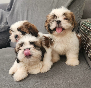 Beautiful Shih Tzu Pups