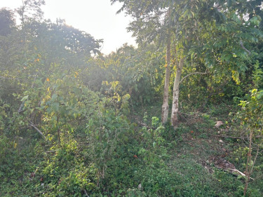 2 Acres Of Land In Brighton District St. Elizab