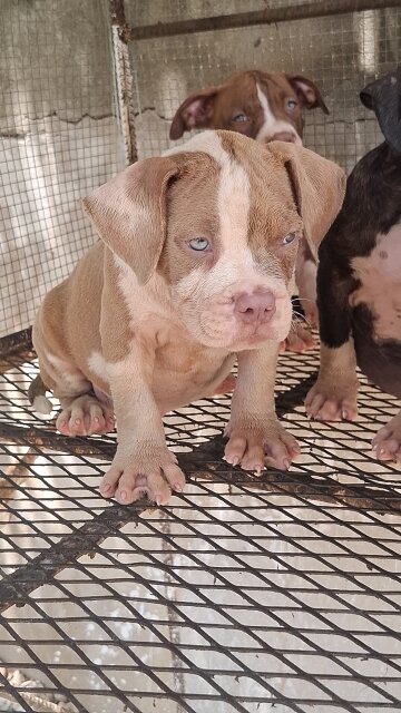 AMERICAN BULLIES Dogs Spanish Town