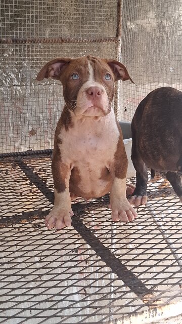 AMERICAN BULLIES