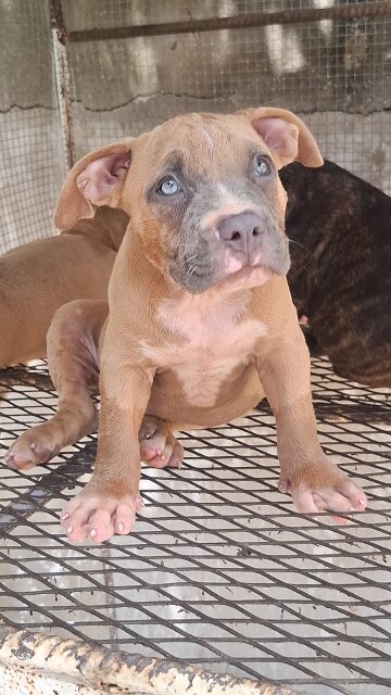 AMERICAN BULLIES