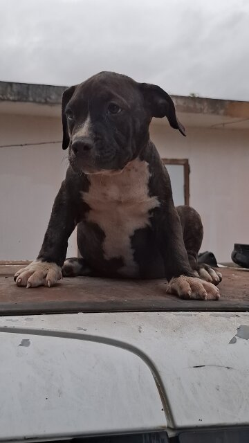 AMERICAN BULLIES