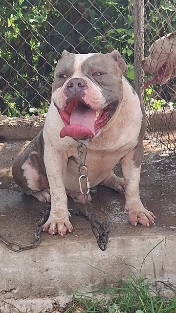 AMERICAN BULLIES