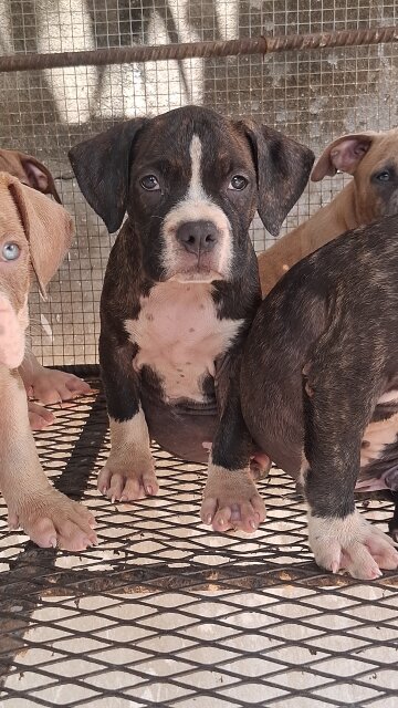 AMERICAN BULLIES
