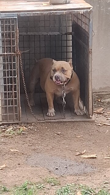 AMERICAN BULLIES