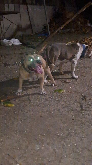 AMERICAN BULLIES