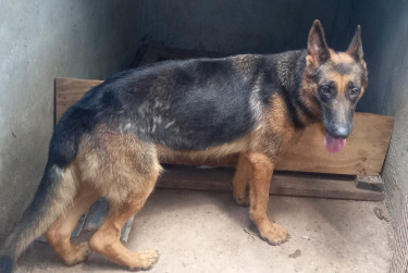Registered German Shepherd Forsale  Dogs Old Harbour