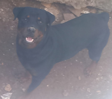 Registered Rottweiler Male Forsale (1 Year Old) Dogs Old Harbour