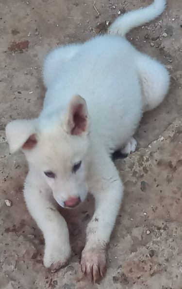 Akita Pups Forsale  Dogs Old Harbour
