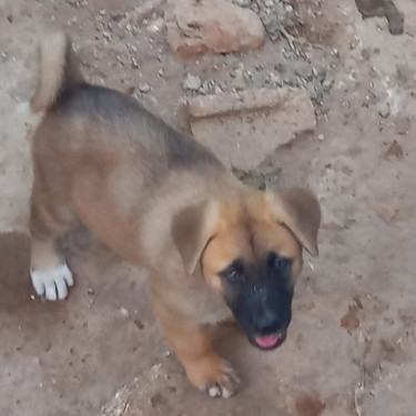 Akita Pups Forsale 