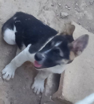 Akita Pups Forsale 