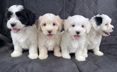 Shih Tzu Poodle Mix Dogs Duhaney Park 