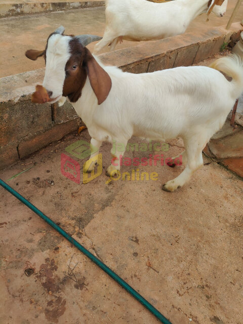 Boar Goats Livestock Mandeville