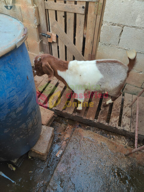 Boar Goats