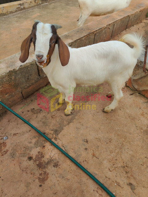 Boar Goats
