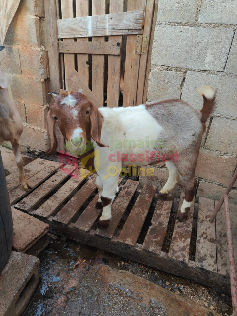 Boar Goats