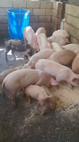 PIG FARM ON 1/2 ACRE MULTIPLE PENS OVER 100 PIGS. 