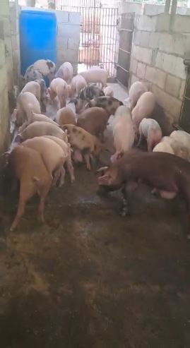 PIG FARM ON 1/2 ACRE MULTIPLE PENS OVER 100 PIGS. 