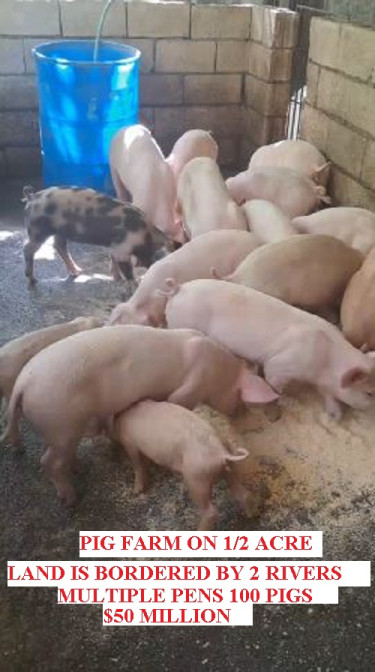 PIG FARM ON 1/2 ACRE MULTIPLE PENS OVER 100 PIGS.  Commercial ST MARY