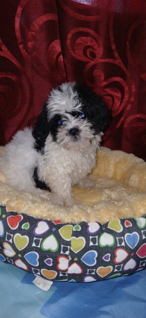 Shih-tzu Female Puppy For Rehoming 35k Dogs Vineyard Town