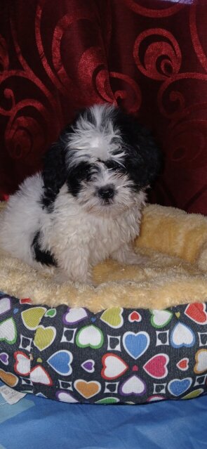 Shih-tzu Female Puppy For Rehoming 35k
