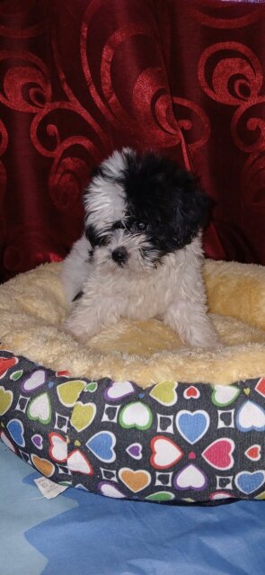 Shih-tzu Female Puppy For Rehoming 35k